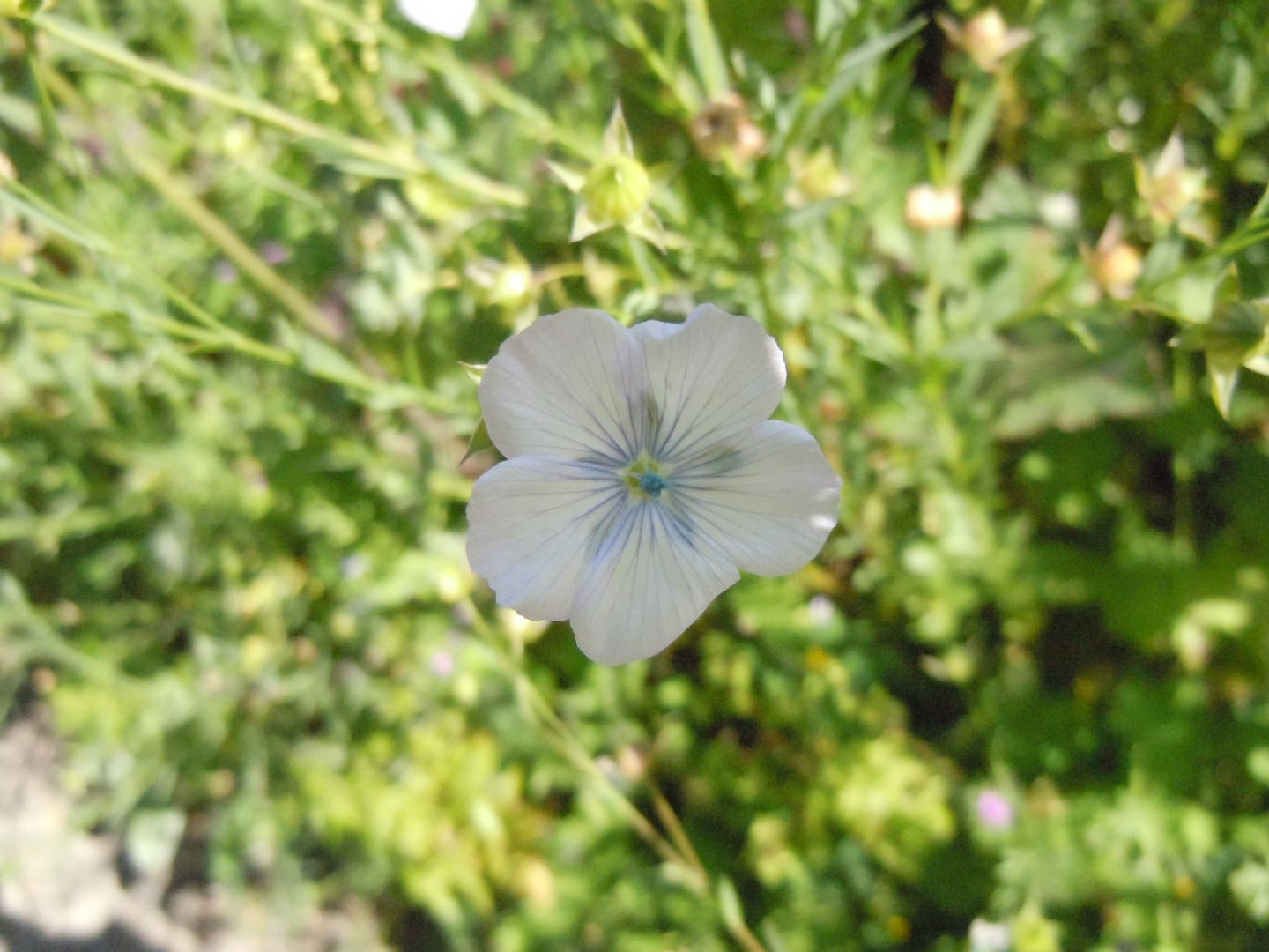 Linum usitatissimum subsp. angustifolium (=L. bienne) / Lino selvatico